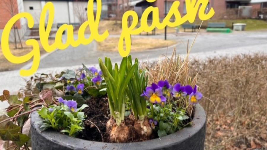 Påsk-plantering på gården           Foto: Pia Torndahl