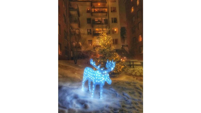 Julhälsning                              Foto: Pia Torndahl