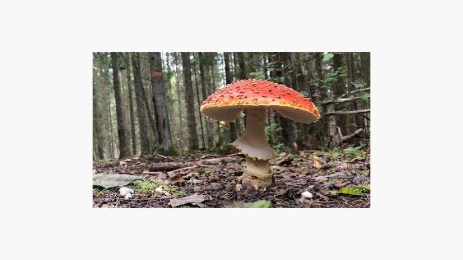 Det finns gott om svamp i närliggande naturreservat   Foto: Pia Torndahl