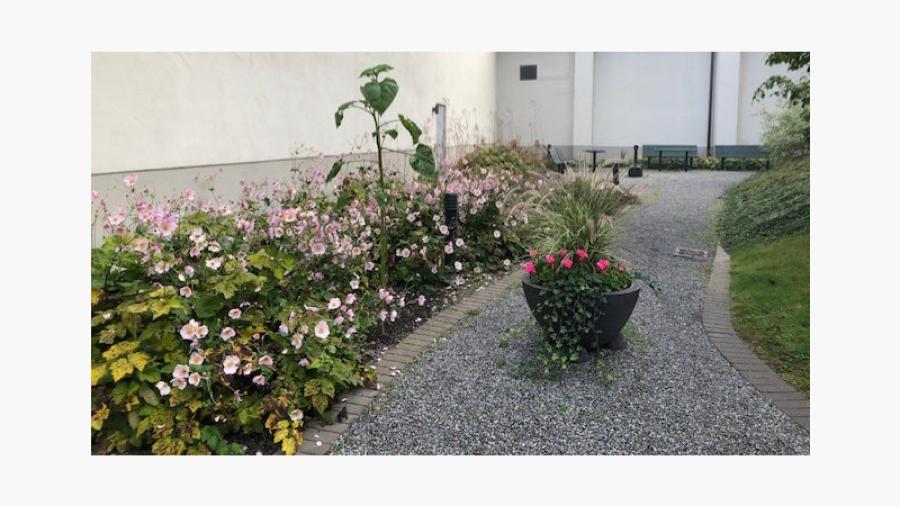 Vår blomstrande innergård      Foto: Pia Torndahl