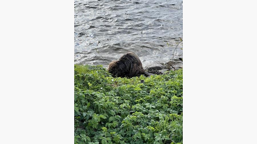 Hungrig bäver vid strandpromenaden         Foto: Pia Torndahl